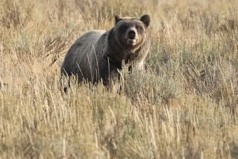 Trail Walker Assaulted by Grizzly in National Park Transported to Medical Facility