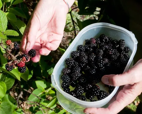 Wanted: Tasty Pastries to Put to Good Use a Surplus of House-Made Jam