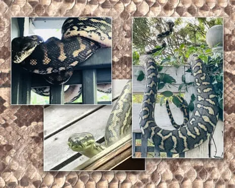 Embracing my Reptiles in the Roof: An Evolution from Fear to Admiration